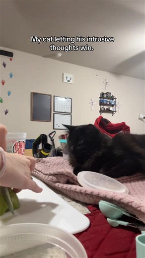 He did not regret that#batman #cattok #blackcatsoftiktok #tiktok #fypシ | cat