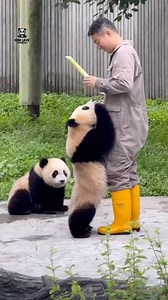 Wang Jia‘s cub two little princesses are so cute. 汪佳崽两个小公主真可爱 #pandas #panda🐼 #pandapanda #pandalovers #pandagram #pandalife #pandabear #pandafamily #pandacub | Mini Love Panda