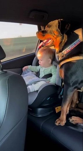 Adorable Baby & Rottweiler Share the Cutest Morning Ride – Pure Joy!