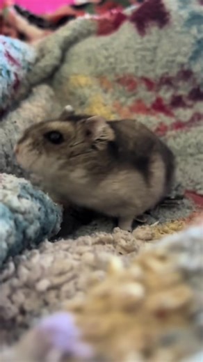 my honey pie 💝 ps im so happy to bring my new hamster home soon and continue to work with rocket, but im never going to let the memory of my poopsie go. my boy, always. 💖