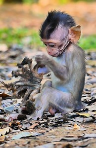 Monkey Free on Reels