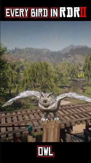 Eagles, Ravens, Owls & More – Every Bird in RDR2!