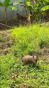 Pigs Feeding and Enjoying on the Farm 🐖🌾#pigs #pigeon #pigfeed #animals #zoo