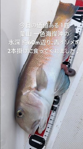 逗子・葉山] 白アマダイ 一色海岸沖 水深約60m 最後の最後にイソメ2本掛けに食ってくれました🤍 #カヤックフィッシング #supフィッシング #アマダイ #相模湾