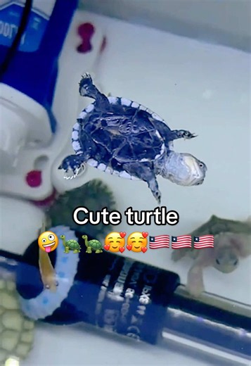 Cute turtle pet video — adorable turtle clips