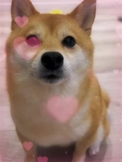 Unleashing the Fun of Rizz App with DogTok