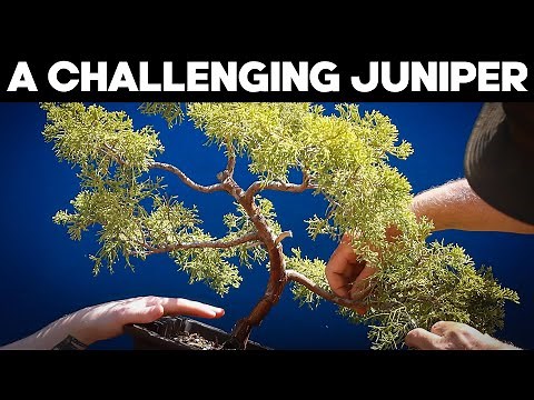 Dealing With A Challenging Juniper Bonsai