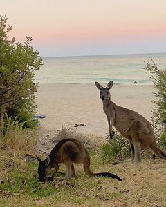55K views · 4K reactions | It’s moments like these that make us say "West is best!" Time to kick back and enjoy a tranquil Meelup Beach sunset in The Margaret River Region of Australia's South West, surrounded by the sounds of the gentle waves and friendly locals 輦  @torresani_filippo/IG | Western Australia | Facebook