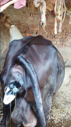 A Cow is Giving birth to a calf
