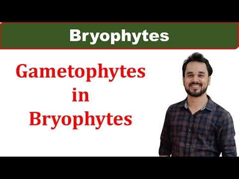 Gametophytes in Bryophytes