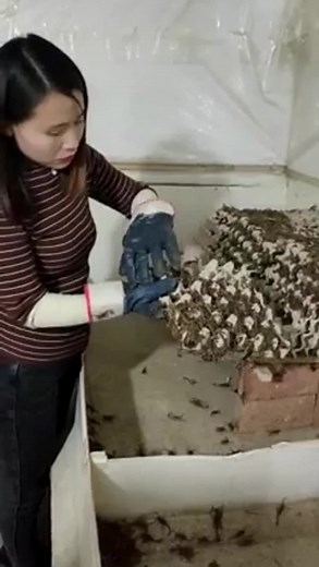 Handling Scorpions: A Guide to Safe Collection