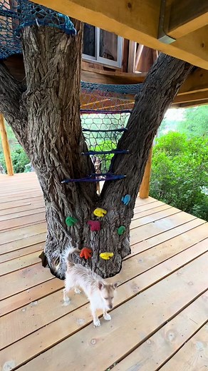 Breathtaking Treenet Installation by Tree Weaves | Treehouse Access