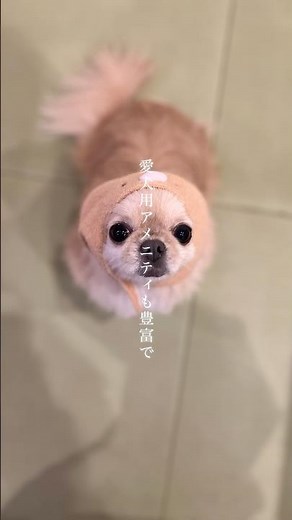 【大分】愛犬と泊まる別府温泉宿#別府温泉 #わんこの宿ゆるり #犬と泊まれる宿 #ペットと泊まれる宿 #愛犬との旅行 #ドッグラン #大分旅行 #温泉旅館 #旅行好き #九州旅行