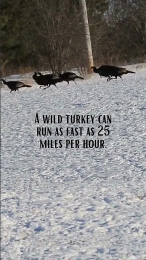 Fun Facts About Turkeys