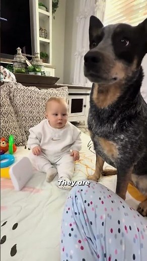 3 Reasons Blue Heelers Are Elite Guard Dogs!