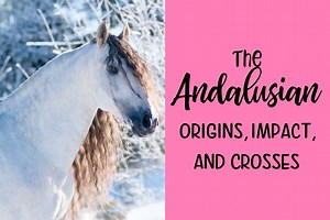 The Andalusian Horse - History, Conformation, Colors and More