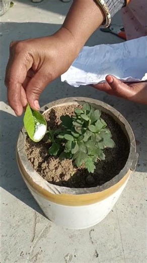 Epsom Salt experiment #Lata'sKitchenandGardening #epsomsalt