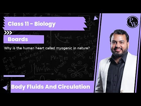 Why is the human heart called myogenic in nature?