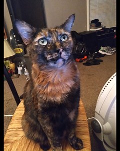 A song for my cat. She likes when I sing it to her. | Cats are Metal