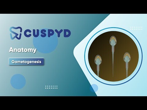 Anatomy - Embryology - General embryology - Gametogenesis - Spermiogenesis