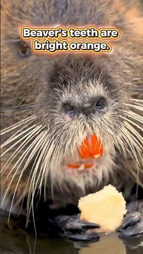Why Are Beaver Teeth Orange? 🦫✨