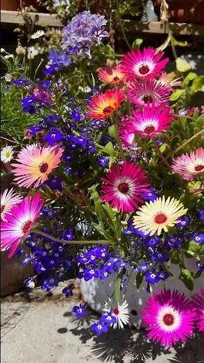 How to grow iceplant || how to grow Mesembryanthemum #Mesembryanthemum #iceplant #succulent #flower