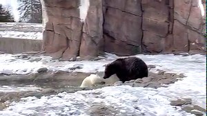 16K views · 1.5K reactions | Take a nature break and enjoy a little play time with polar bear Laerke and her grizzly bear companion Jebbie. #DetroitZoo #InternationalPolarBearDay | Detroit Zoo | Facebook