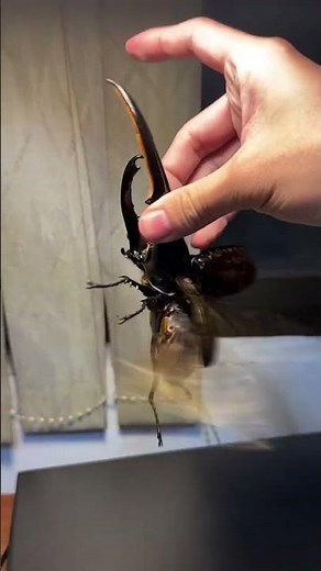 Hercules Beetle Close-Up! Nature’s Real Powerhouse 🪲🔥 #nature #beetle #wildlife #bugs