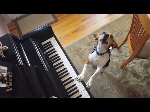 Buddy Mercury Up Close & Personal Singing Beagle Basset Hound Mix!