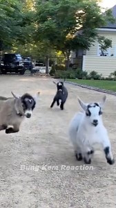 This baby goat 🐐just can’t stop dancing! Jumping around like it’s the happiest day ever Too cute to handle try not to smile watching this! 🤣🐐 #suara #sound #fyppp #soundviral #sheep #goat #kambing #lamb #funny #reels #reaction #USA #UK #DIY #jangkauanluas #fypviral #vidioreel #asmr #ASMR | Bung Kem Reaction
