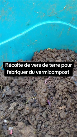 Des vers de terre pour fabriquer du compost? C'est ma nouvelle découverte et clairement la meilleure jusqu'ici. #creatorsresearchinsights #vermicompost #composting #potager #plantes