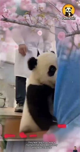 Baby panda gets scared of the vet and runs to the nanny for help아기 판다가 수의사가 무서워서 사육사에게 달려가요 #cute