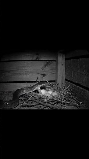 Snake Eating Eggs 🐍🥚😱 | AI Rare Wildlife Moment