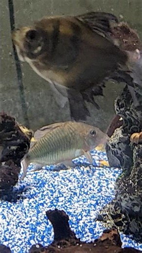 my 4 year old corydora