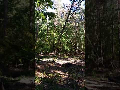 Using A Powered Winch To Pull Down A Tree