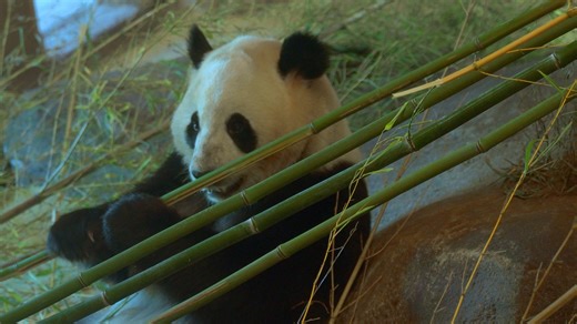 Panda, Bear, Panda Bear. Free Stock Video