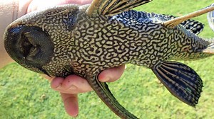 Armored catfish and other invasive species are wreaking havoc in the San Antonio River