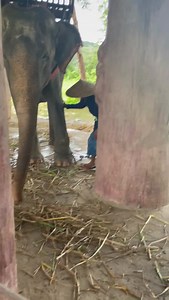 8.1K views · 469 reactions | You can see the bull hook in his hand....