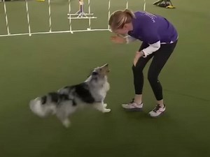 Un Berger des Shetland gagne une compétition d'agility (vidéo)