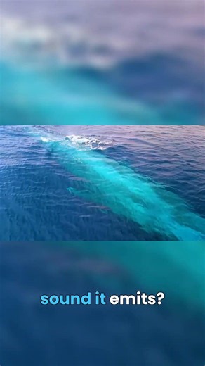Blue Whale vs Everything Else on Earth 🐋 #comparison #wildlife