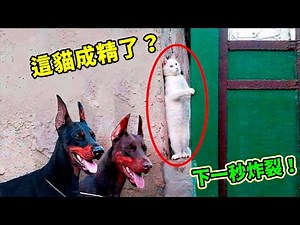 全網震驚？動物集體成精現場曝光，狗子藏錢，貓咪健身，猩猩躲雨，第一名竟被專家質疑是“人類偽裝”？