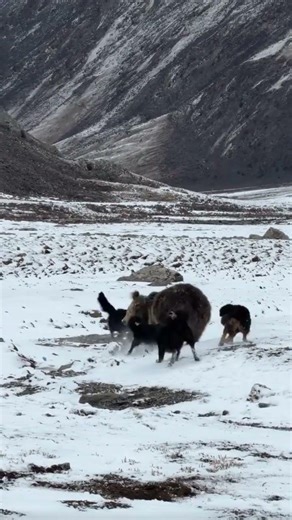 dog vs bear 🧸#animals #forest #bear #nature #leopard #forestwhispers #shorts