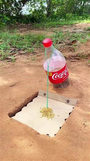 @diywildlifecreative on Instagram: ""Mind-blowing DIY quail trap! 🐓💡 Watch how these clever birds get caught using a simple cardboard box and rope trap. Genius or cruel? Let us know in the comments! 💬 #QuailTrap #DIY #WildlifeControl" #QuailTrap #DIYWildlifeTrap #BirdsGoneWild #WildlifeControl #NatureLovers #BirdsOfAFeather #TrapMaster #QuailHunting #WildlifeManagement #OutdoorSkills #SurvivalSkills #HomemadeTrap #CardboardBoxGenius #RopeTrick #BirdBrain #WildlifeEnthusiasts #OutdoorAdventure