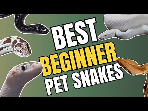 Best Pet Snakes For Beginners