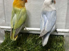 Beautiful Dilute mutation opline fisher lovebirds - £80