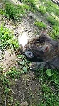 Cat vs baby rabbit