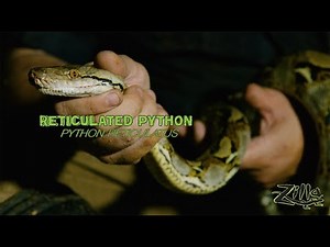 The Reticulated Python: Zilla Beyond the Glass - Episode 8