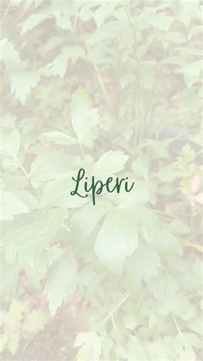 🌿 LIPERI, ELI LIPSTIKKA 🌿 Liperi on mainittu lemmenrohtona useissa eurooppalaisissa kansanperinteissä, erityisesti Keski-Euroopassa. Saksassa lipstikkaa kutsutaan nimellä Liebstöckel, rakkausjuuri. Nimi viittaa juuri sen lemmenkäyttöön. Vanhoissa eurooppalaisissa yrttihoitokirjoissa mainitaan lipstikan käyttö puhdistaviin tai voimaa antaviin kylpyihin. Lemmenkonteksti tulee mukaan myös kansanperinteissä, jossa kylvyt symboloivat uuden vetovoiman kutsumista. Lipstikka sisältää eteerisiä öljyjä