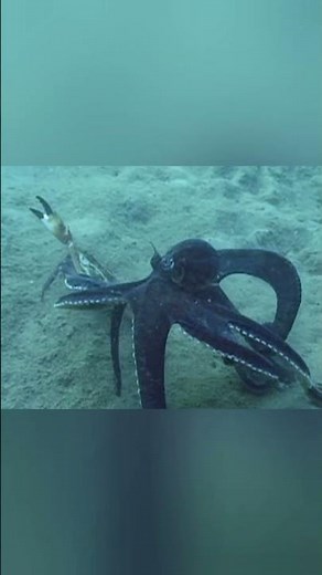 Mimic Octopus| The Magician Of Ocean