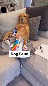 A classic dog feud… #dog #goldenretriever | Aguyandagolden